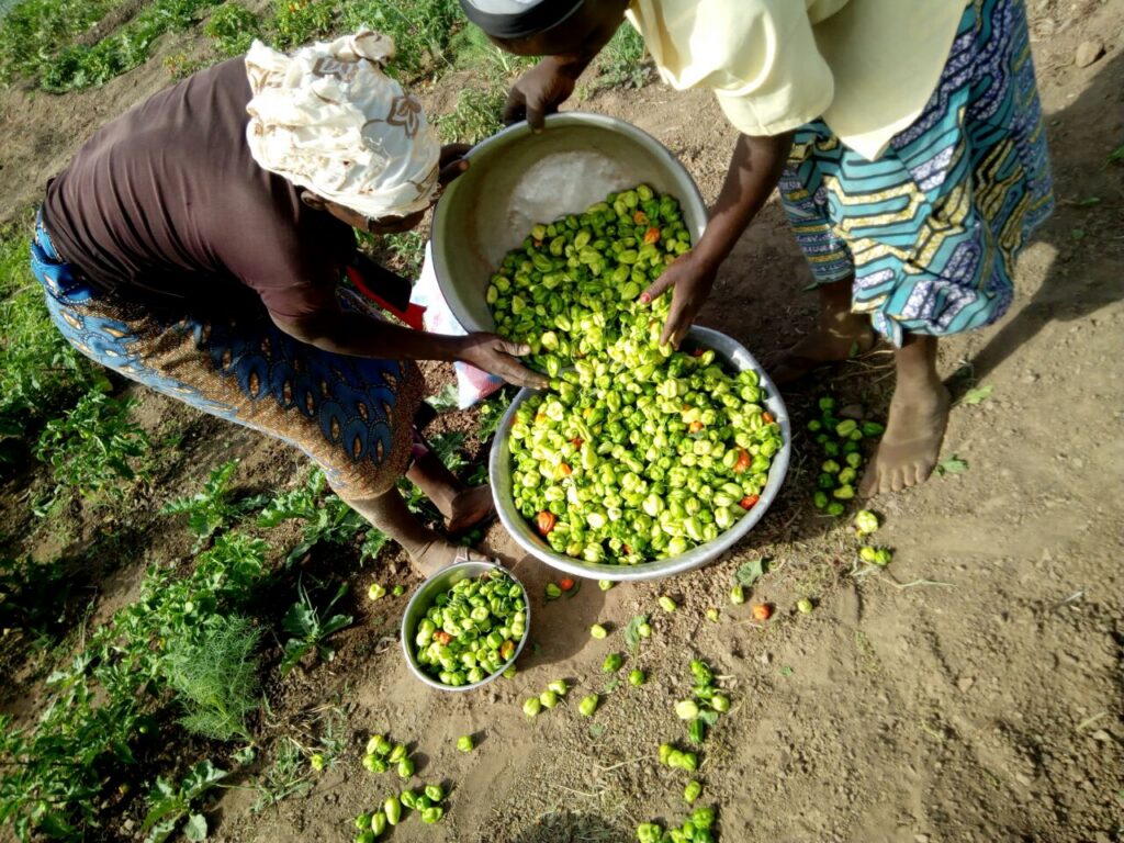 Maraichage Piment Vert Copie 1024x768