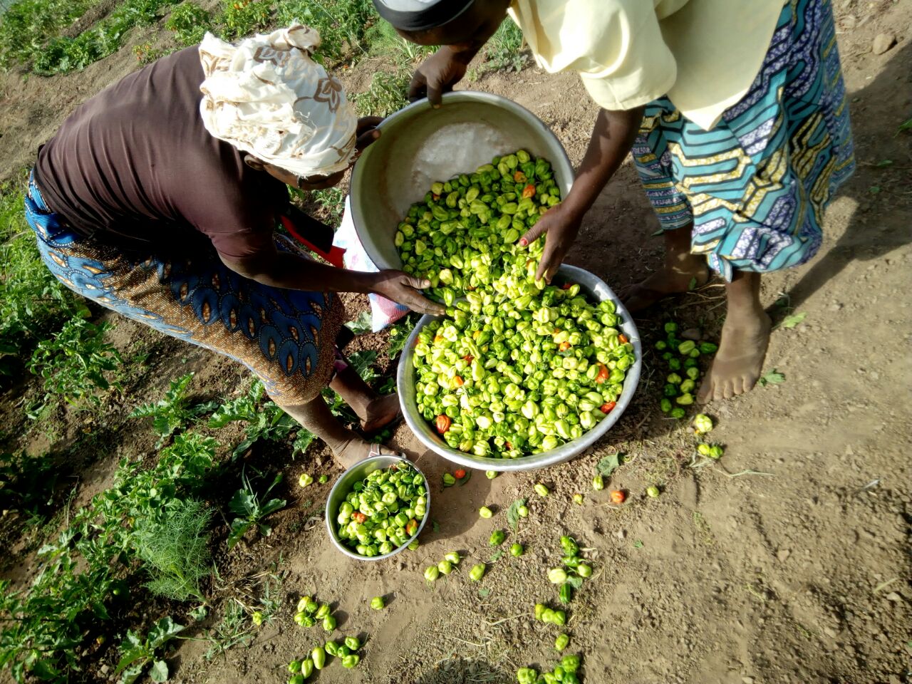 Maraichage Piment Vert Copie